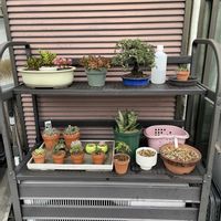 セダム,多肉植物,庭の画像