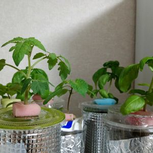 バジル,バジル,ミニトマト,ミニトマト（すずなり）の画像