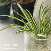オリヅルラン,観葉植物,水耕栽培,インテリアグリーン,花と緑のある暮らしの画像