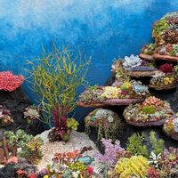 ベゴニア,多肉植物アート,多肉植物,いつもありがとう,ハンギングの画像