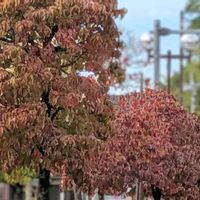 コスモス,ハナミズキ,ビオラ,イチョウ,小菊の画像