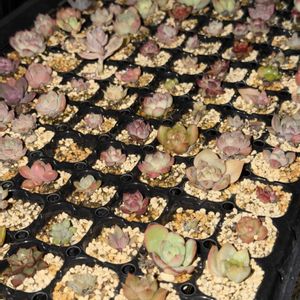 多肉植物,葉挿し,エケベリア属,バルビナエア属,カリロア属の画像