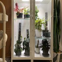 IKEA,観葉植物,温室,プチDIY,IKEA棚の画像