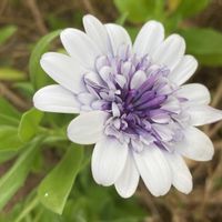 オステオスペルマム,ガーデニング,花のある暮らし,小さな庭の画像