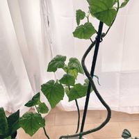フィカス　ウンベラータ,観葉植物のある暮らし,ウンベラータの剪定の画像