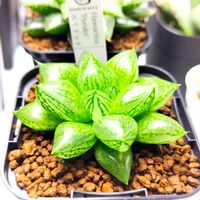ハオルチア,アガベ,ハオルチア オブツーサ,多肉植物,エケベリア属の画像
