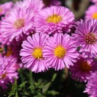 アスター,ズミ,リンドウ,秋の花,秋を感じるの画像