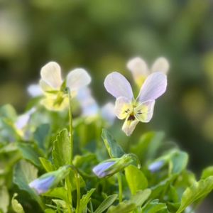 ビオレッタ,寄せ植え,ナチュラルガーデン,ジャンクガーデン,シェードガーデンの画像