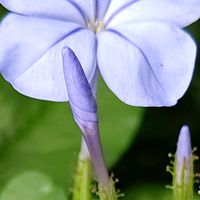 ルリマツリ,大好きな花,シルエット❤︎,風の中,淡く優しいの画像