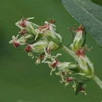 ヨモギ,山野草の画像