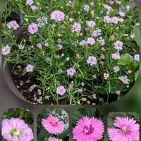 アゲラタム,アンゲロニア,アンゲロニア,センニチコウ,ナデシコの画像