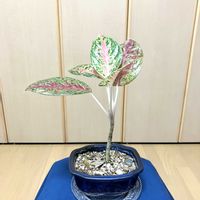 アグラオネマ,観葉植物,可愛い,心の安らぎ,穏やかな安らぎと癒し♪の画像