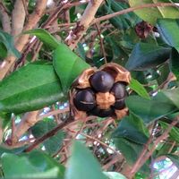 ツバキ,ツバキの実,GSに感謝。,植物観察,植物散策の画像