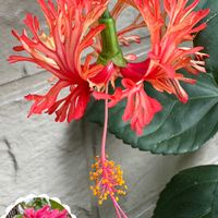 アブチロン,コリウス,アメジストセージ,白花夕顔,ハイビスカス 風鈴仏桑華の画像