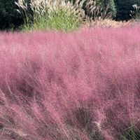 バラ,パンパスグラス,ミューレンベルギア,満開,岐阜県の画像