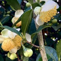 ダリア,ツツジ,ミカン,お茶の花の画像