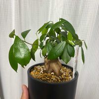 ガジュマルの画像