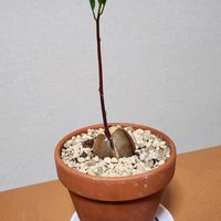 アボカド,お部屋の画像