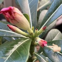 アデニウム,オクラの花,空芯菜の花の画像