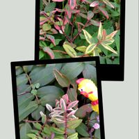 ヒペリカム,23日,斑入りヒペリカム,多肉植物,花壇の画像