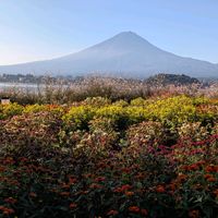 ガウラ,クレオメ,富士山と湖と花々の画像