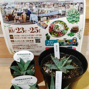 サボテン,アガベ,アガベ・ユタエンシス,アガベ・ユタエンシス・ エボリスピナ,アガベ ユタヘンシス カイバベンシスの画像