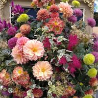 寄せ植え,ガーデニング,日比谷公園,壁掛け,ハンギングの画像