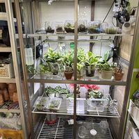 セントポーリア,ポトス,アグラオネマ,ワーディアンケース,苔のテラリウムの画像