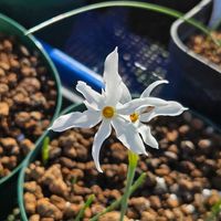 スイセン,球根,球根植物,花のある暮らし,園芸男子の画像