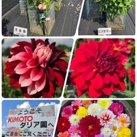 キンギョソウ,キンギョソウ,サルビア,ダリア 祝花,ダリア 恋金魚の画像