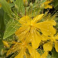 ヒペリカム,花散歩,癒しの時間,好きな風景,花のある風景の画像