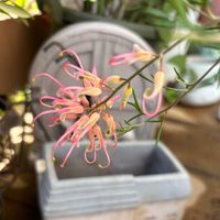グレビレア,感謝,楽しみ〜,花のある暮らし,綺麗の画像