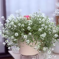 キンモクセイ,スーパーアリッサム スノープリンセス,甘い香り,純白の花,PWの画像