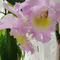 カトレア,花のある暮らし,北海道から,愛の花♡,つなぐ、つながるの画像