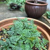 トキワシノブ,観葉植物,シダ植物,半日陰,葉っぱ好きの画像