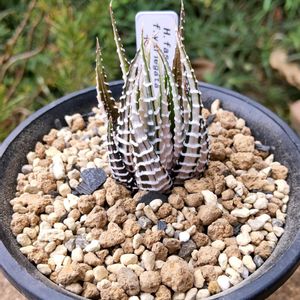 十二の光,十二の光,ハオルチア属,珍奇植物,グランカクタスの画像