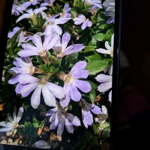 サンクエール,サンクエール,花言葉,全てに祈りを♪,世界中花咲く平和に充たされますように祈りますの画像