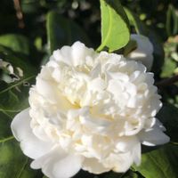 ツバキ,雪灯籠（椿）,たまぎく（椿）の画像