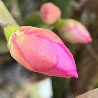 シャコバサボテン,シャコバサボテン,癒し,ピンクの花,ピンク❤︎ピンクの画像