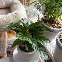 カラテア,観葉植物,成長記録の画像