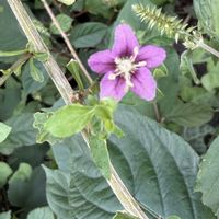 クコ,マンリョウ,柿の実,柿の実,枸杞の画像