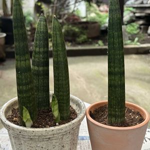 サンセベリア・キリンドリカ,サンセベリア,新  芽,子株,観葉植物の画像