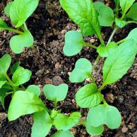 コマツナ,シュンギク,ミックスレタス,発芽,プランター野菜の画像