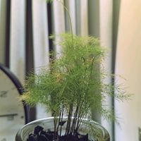 アスパラガス,インテリアグリーン,はっぱ,室内管理,部屋の画像