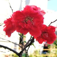 ボケの画像