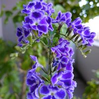 デュランタ,デュランタ 宝塚,デュランタ 宝塚,美しく青きドヨウ,土曜日は紫の花の画像