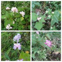 ミゾソバ,ミゾソバ,花言葉,今日のお花,全てに祈りを♪の画像