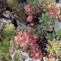 多肉植物,葉挿し,多肉寄せ植え,アエオニウム,実生苗の画像