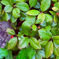 ヤブコウジ,マリー  ゴールド,日の出（昨日）,おはようございます,季節の花の画像