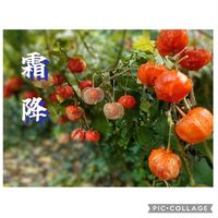 ホオズキ,祈り,お家園芸,*ファーム,*鬼灯花の画像
